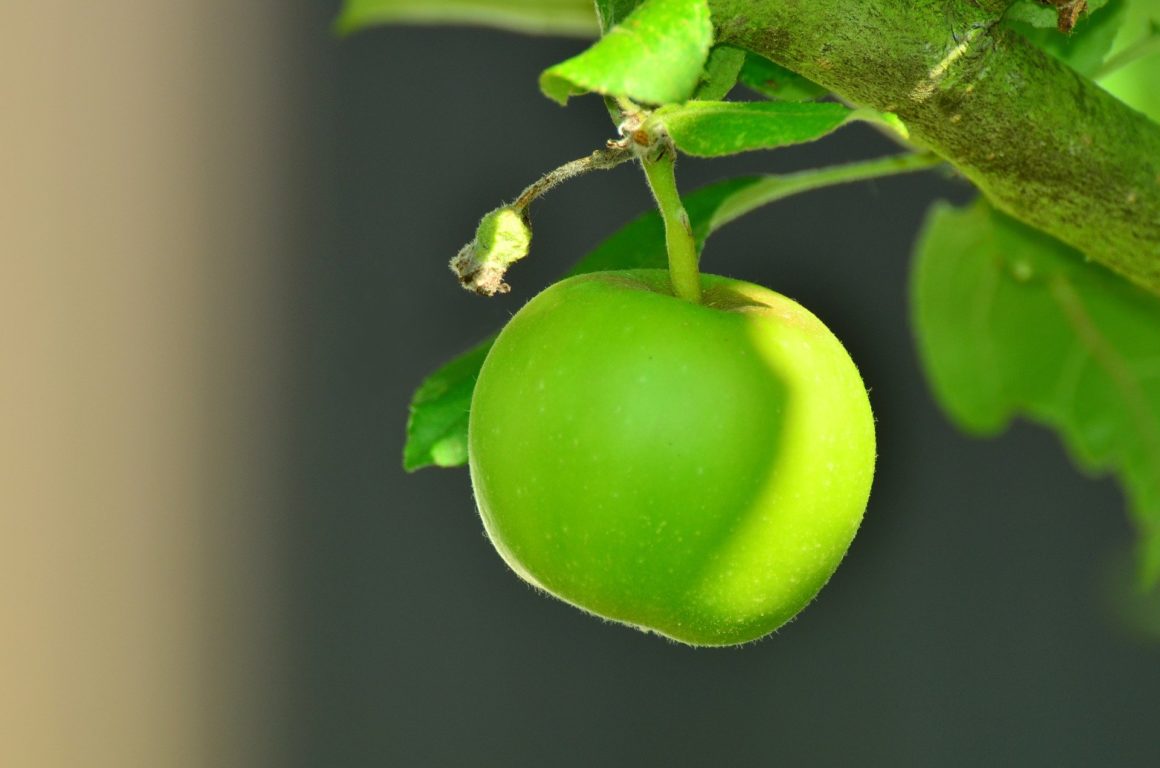 Vidéo « Oh la belle pomme ! »