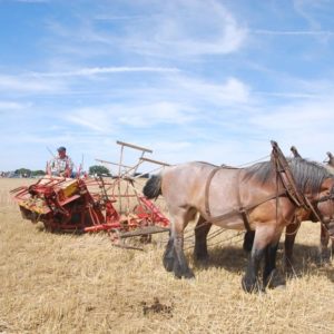 Comice Royal Agricole de Thuin