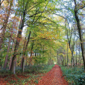 Promenade champignons et initiation à la mycologie