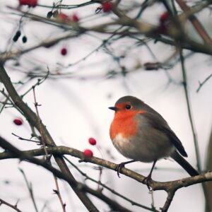 Que faire au jardin et dans la serre à la morne saison ?